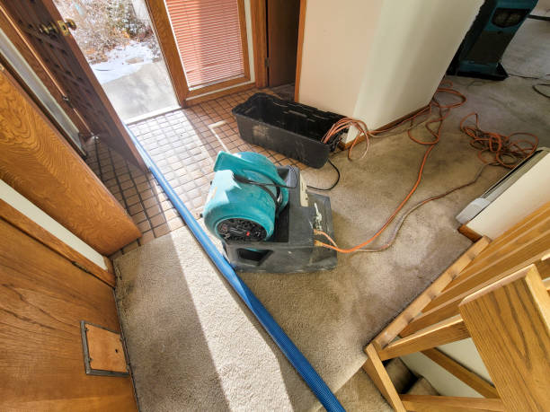 Best Water damage contractors near me  in Green Forest, AR